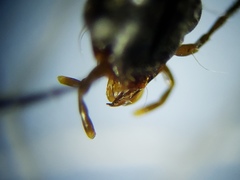 Oodinus pseudopiceus