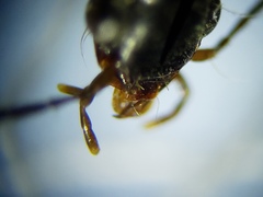 Oodinus pseudopiceus