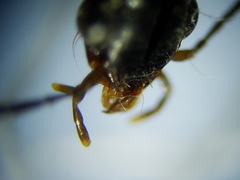 Oodinus pseudopiceus