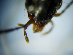 Oodinus pseudopiceus