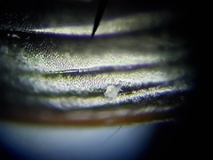 Oodinus pseudopiceus