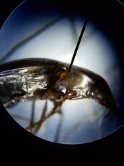 Oodinus pseudopiceus