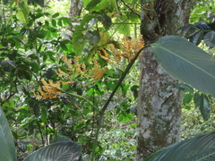 Stromanthe jacquinii