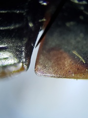 Oodinus pseudopiceus