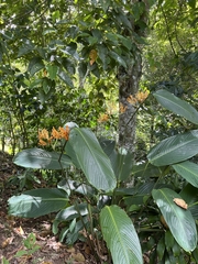 Stromanthe jacquinii