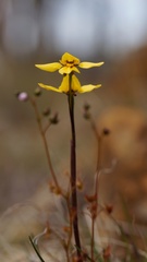 Diuris pardina × chryseopsis