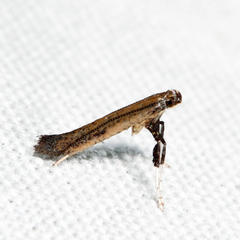 Caloptilia hypericella