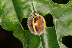 Epilachna circumcincta