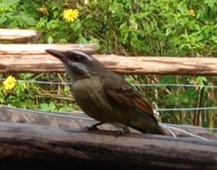 Golden-Bellied Flycatcher photo 3