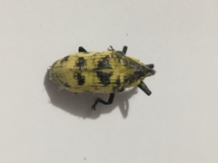 Ileomus