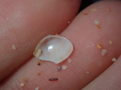 Mactra pusilla