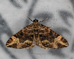 Xanthorhoe curcumoides