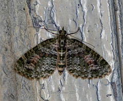 Chloroclystis rubroviridis