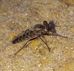 Wilcoxia apache