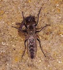 Wilcoxia apache
