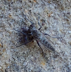Wilcoxia apache