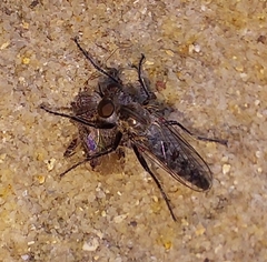 Wilcoxia apache