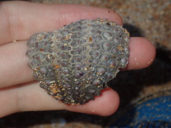 Heliocidaris