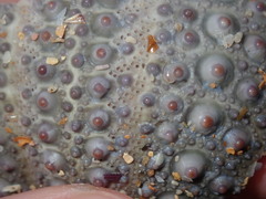 Heliocidaris