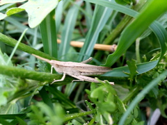 Allotruxalis gracilis