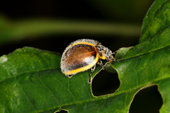 Epilachna circumcincta