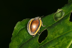Epilachna circumcincta