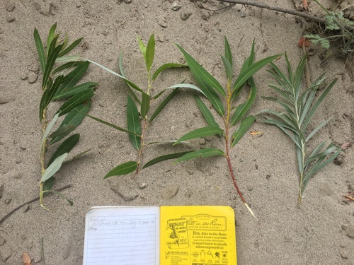 Pacific willow (Salix lucida)