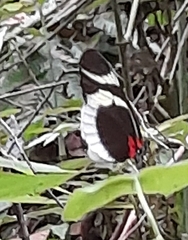 Heliconius eleuchia