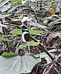 Heliconius eleuchia