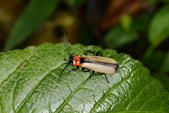 Discodon cinctum