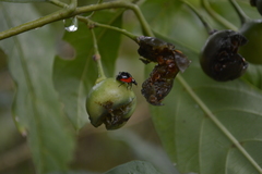 Cycloneda fryii