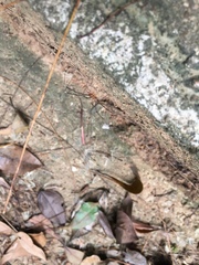 Pseudogagrella splendens