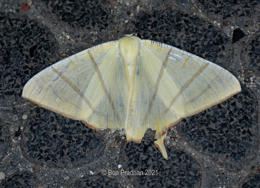 Ourapteryx sciticaudaria