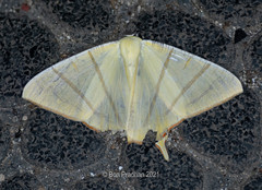 Ourapteryx sciticaudaria