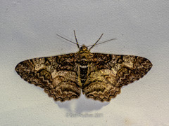 Alcis admissaria