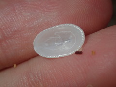 Tugali parmophoidea