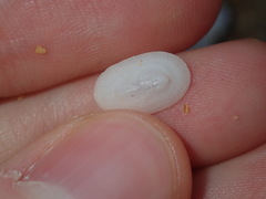 Tugali parmophoidea