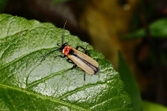 Discodon cinctum