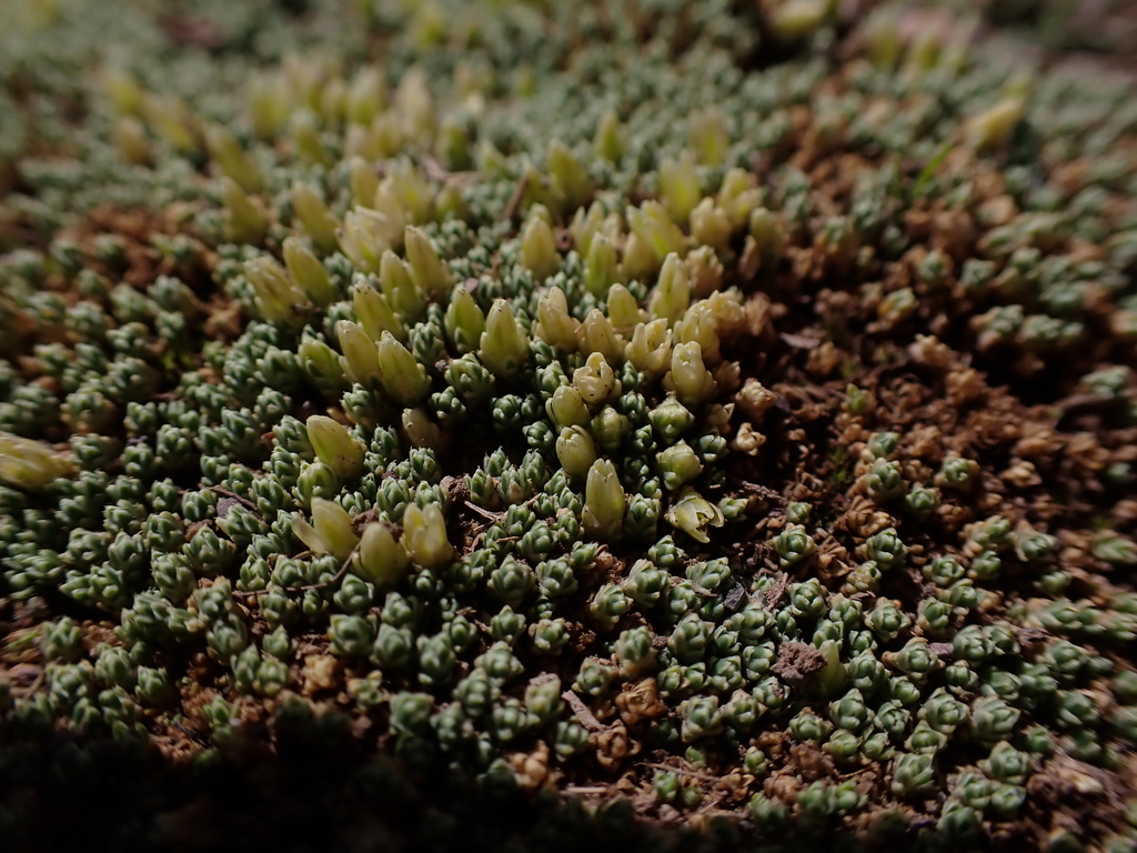 Arenaria pycnophylla (Arenaria pycnophylla)