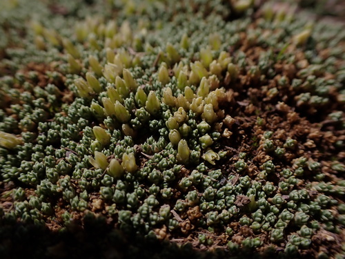 Arenaria pycnophylla (Arenaria pycnophylla)