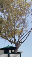 Roseodendron donnell-smithii