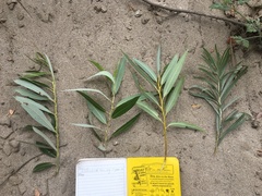 Salix exigua hindsiana