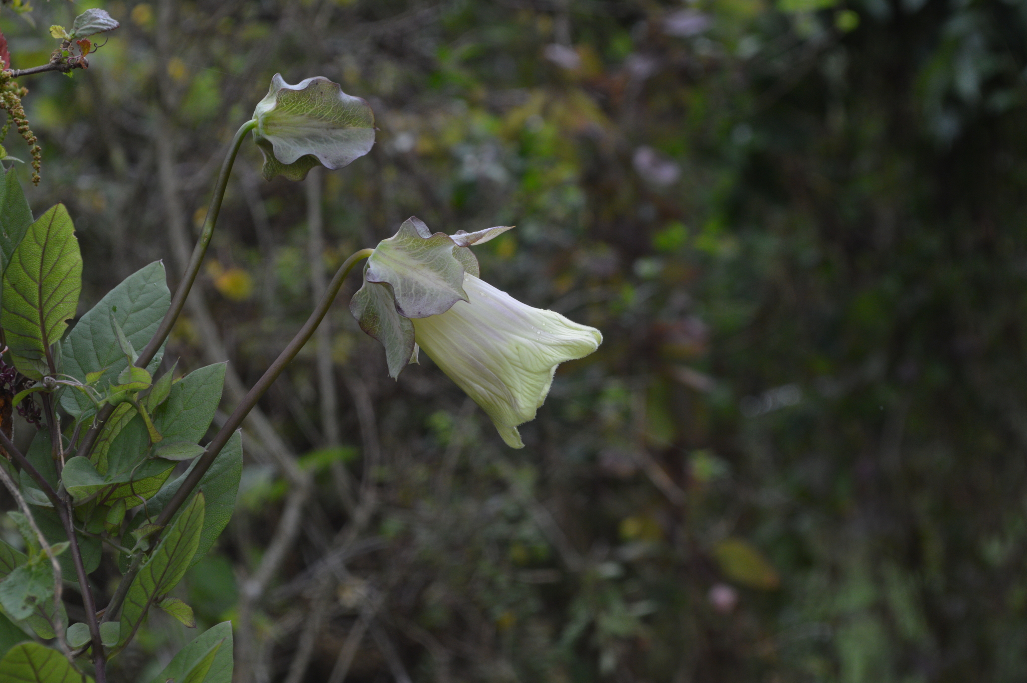 Cobaea image