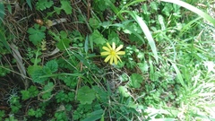 Lapsanastrum takasei