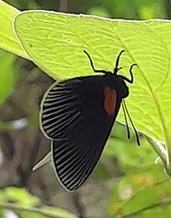 Hades noctula