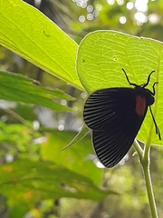 Hades noctula