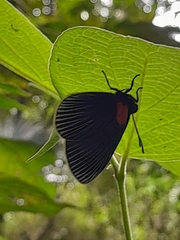 Hades noctula
