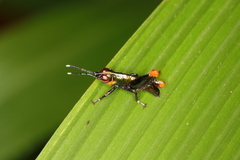 Proctolabinae