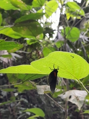 Hades noctula