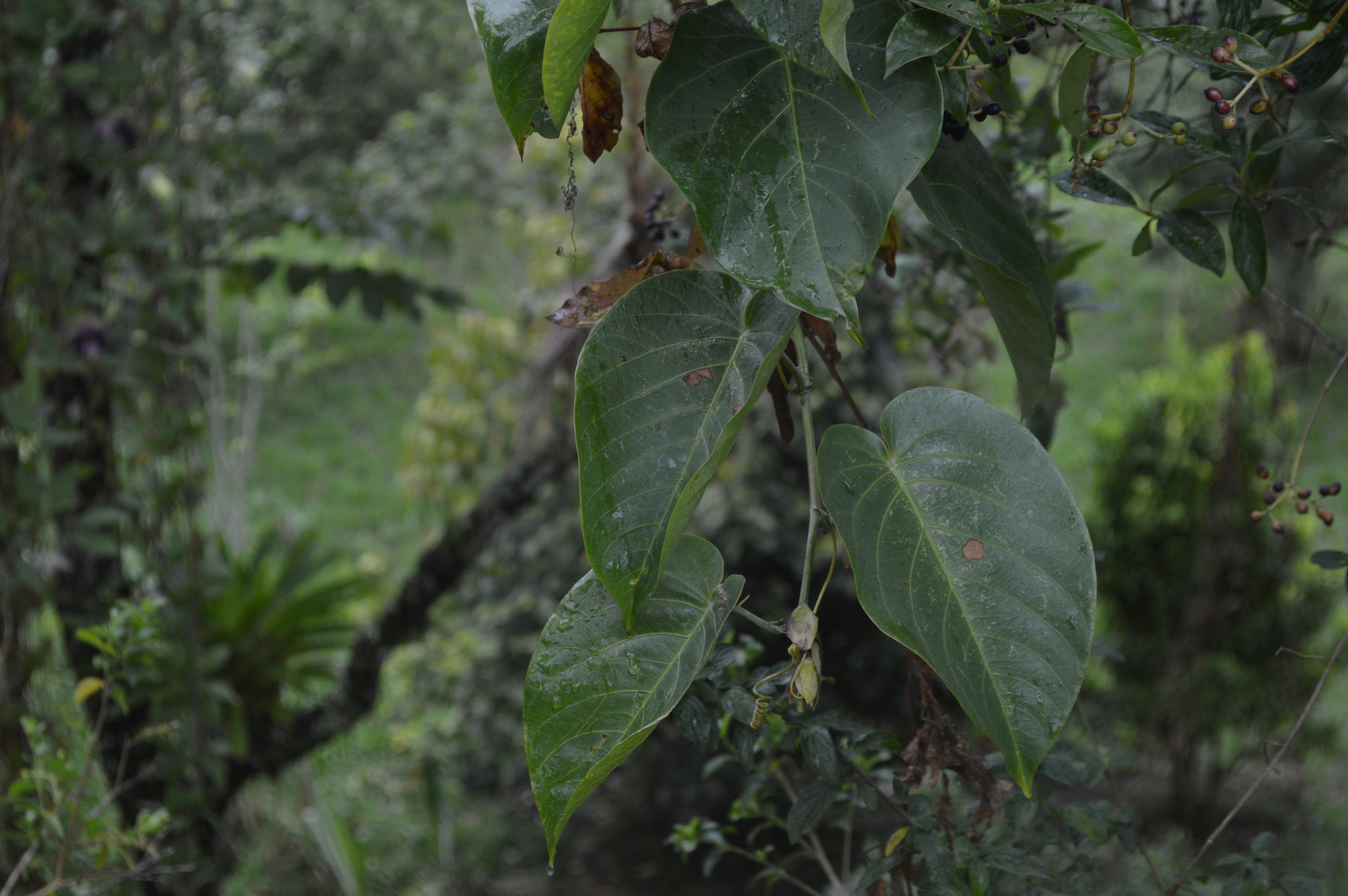 Passiflora ligularis image